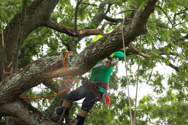 How Our Tree Care Process Works  in  Oxford, GA