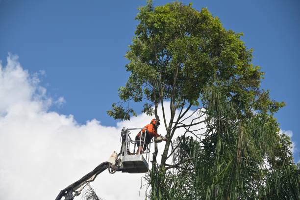 Tree and Shrub Care in Oxford, GA