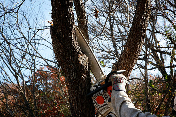  Oxford, GA Tree Removal Services Pros