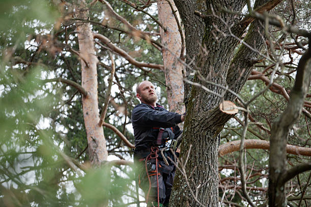 Professional Tree Removal Services in Oxford, GA