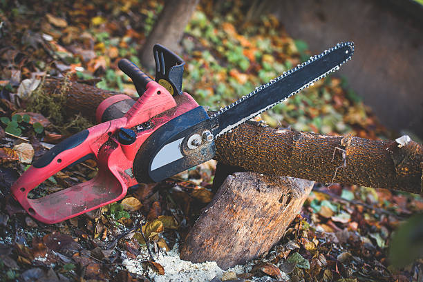 Best Tree Removal  in Oxford, GA